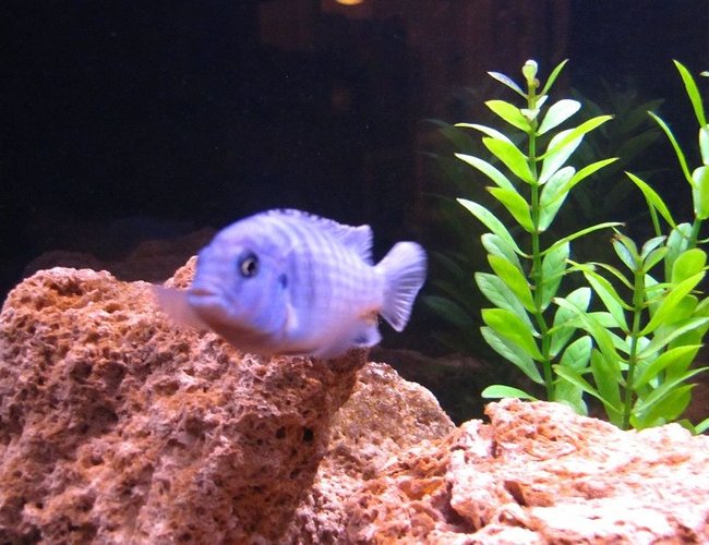 freshwater fish - aulonocara nyassae - blue peacock cichlid stocking in 55 gallons tank - Electric Blue Zebra Cichlid freshwater fish - aulonocara nyassae - blue peacock cichlid stocking in 55 gallons tank - Electric Blue Zebra Cichlid