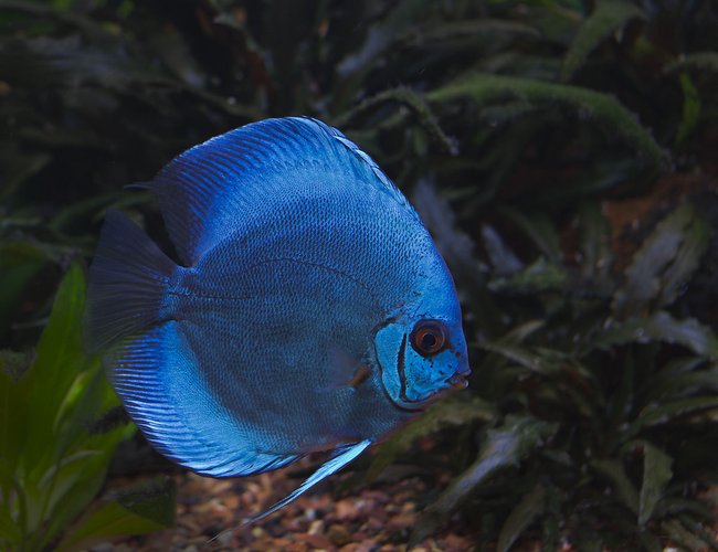 freshwater fish - symphysodon sp. - blue diamond discus stocking in 180 gallons tank - Blue Discus freshwater fish - symphysodon sp. - blue diamond discus stocking in 180 gallons tank - Blue Discus