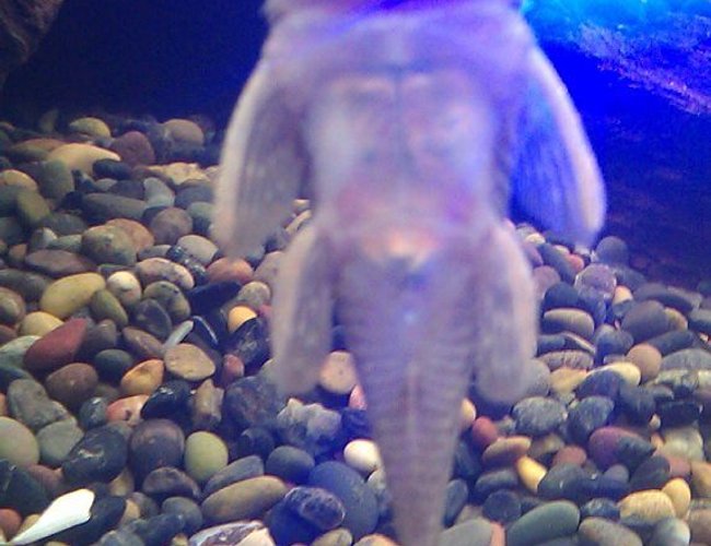freshwater fish - chaetostoma milesi - rubberlip pleco stocking in 125 gallons tank - Rubber Lip Pleco freshwater fish - chaetostoma milesi - rubberlip pleco stocking in 125 gallons tank - Rubber Lip Pleco