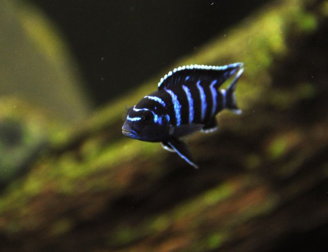 freshwater fish - pseudotropheus demasoni - demasoni cichlid stocking in 85 gallons tank - Pseudotropheus demasoni freshwater fish - pseudotropheus demasoni - demasoni cichlid stocking in 85 gallons tank - Pseudotropheus demasoni