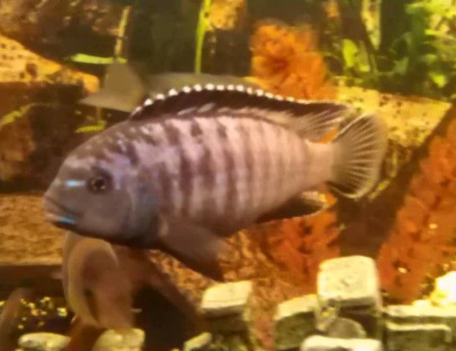 freshwater fish - pseudotropheus tropheops - red cheek stocking in 66 gallons tank - PSEUDOTROPHRUS TROPHEOP
LAKE MALAWI. freshwater fish - pseudotropheus tropheops - red cheek stocking in 66 gallons tank - PSEUDOTROPHRUS TROPHEOP
LAKE MALAWI.