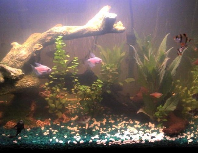 freshwater fish - puntius tetrazona - tiger barb stocking in 29 gallons tank - tank mates freshwater fish - puntius tetrazona - tiger barb stocking in 29 gallons tank - tank mates