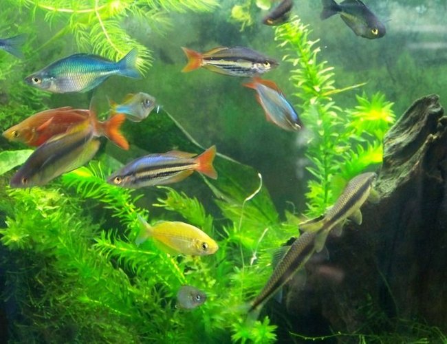 freshwater fish - melanotaenia splendida - australian rainbow stocking in 55 gallons tank - Rainbow fish freshwater fish - melanotaenia splendida - australian rainbow stocking in 55 gallons tank - Rainbow fish