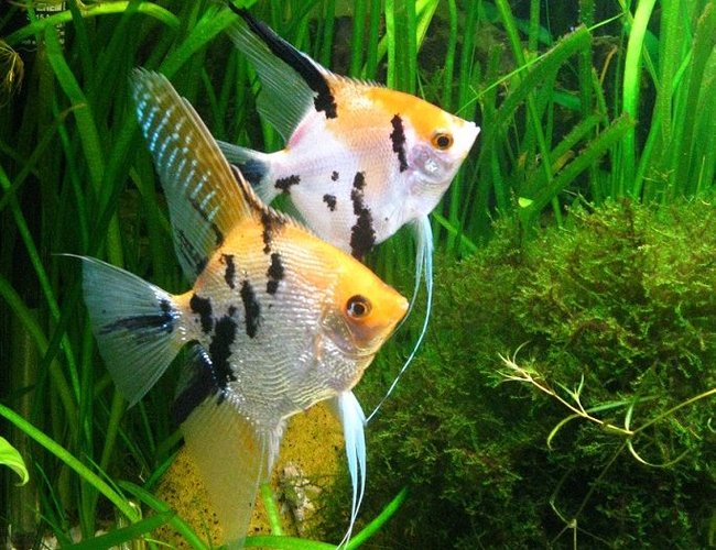 freshwater fish - pterophyllum sp. - koi angel stocking in 86 gallons tank - This is one of my best couple of angel fish. freshwater fish - pterophyllum sp. - koi angel stocking in 86 gallons tank - This is one of my best couple of angel fish.