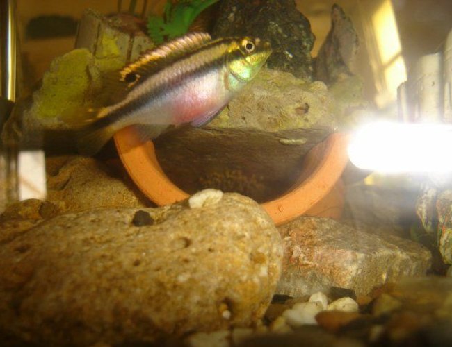 freshwater fish - pelvicachromis pulcher - kribensis cichlid stocking in 70 gallons tank - pelmatochromis kribensis pulcher freshwater fish - pelvicachromis pulcher - kribensis cichlid stocking in 70 gallons tank - pelmatochromis kribensis pulcher