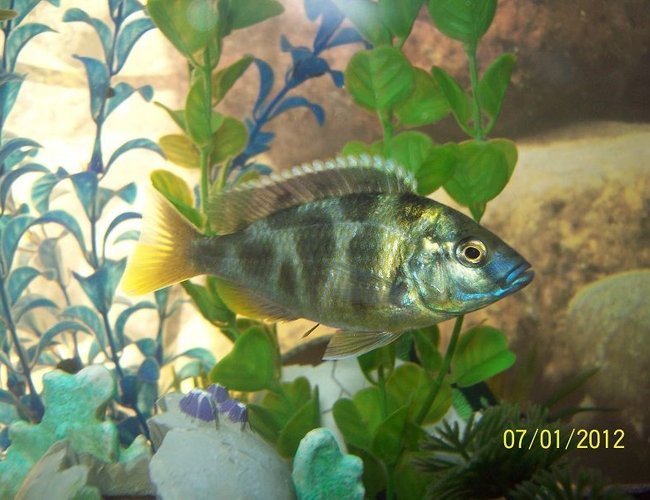 freshwater fish - nimbochromis venustus - venustus cichlid stocking in 55 gallons tank - Venestus Cichlid freshwater fish - nimbochromis venustus - venustus cichlid stocking in 55 gallons tank - Venestus Cichlid