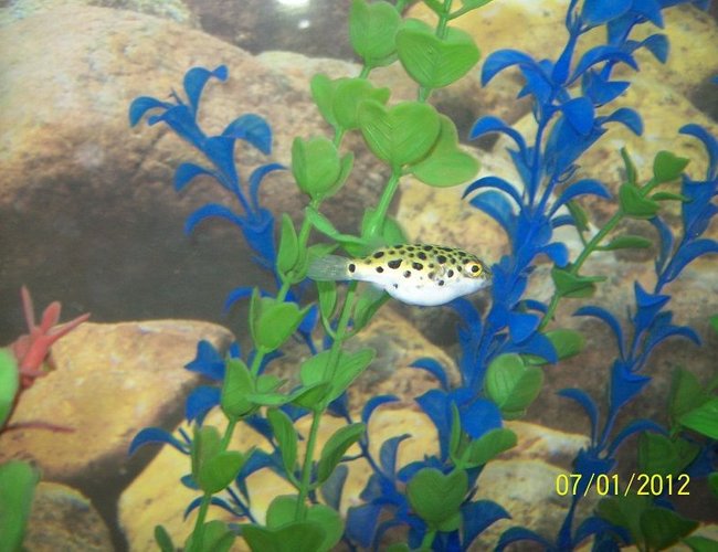 freshwater fish - tetraodon nigroviridis - green spotted puffer stocking in 55 gallons tank - Green Spotted Puffer freshwater fish - tetraodon nigroviridis - green spotted puffer stocking in 55 gallons tank - Green Spotted Puffer