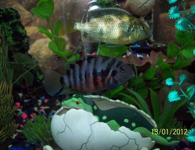 freshwater fish - archocentrus nigrofasciatus - black convict cichlid stocking in 55 gallons tank - Convict Cichlid, with Venustrus freshwater fish - archocentrus nigrofasciatus - black convict cichlid stocking in 55 gallons tank - Convict Cichlid, with Venustrus