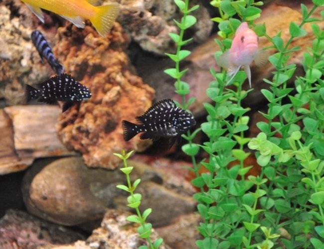freshwater fish - tropheus duboisii - duboisi cichlid stocking in 100 gallons tank - fish2 freshwater fish - tropheus duboisii - duboisi cichlid stocking in 100 gallons tank - fish2