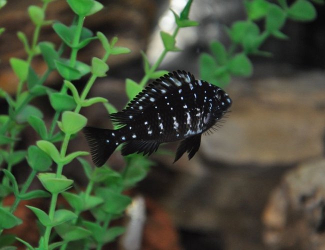 freshwater fish - tropheus duboisii - duboisi cichlid stocking in 100 gallons tank - fish5 freshwater fish - tropheus duboisii - duboisi cichlid stocking in 100 gallons tank - fish5