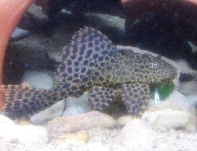 freshwater fish - glyptoperichthys gibbiceps - sailfin pleco (l-83) stocking in 20 gallons tank - pleco freshwater fish - glyptoperichthys gibbiceps - sailfin pleco (l-83) stocking in 20 gallons tank - pleco