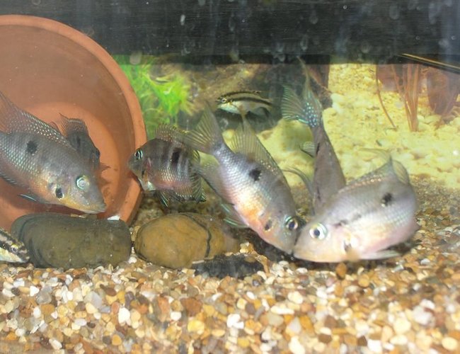 freshwater fish - thorichthys meeki - firemouth cichlid stocking in 50 gallons tank - firemouths freshwater fish - thorichthys meeki - firemouth cichlid stocking in 50 gallons tank - firemouths