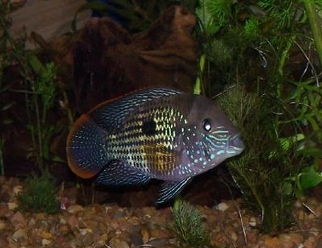 freshwater fish - aequidens rivulatus - green terror stocking in 150 gallons tank - green terror freshwater fish - aequidens rivulatus - green terror stocking in 150 gallons tank - green terror