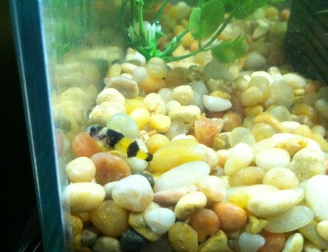 freshwater fish - brachygobius doriae - bumble bee goby stocking in 10 gallons tank - My Bumble Bee Goby freshwater fish - brachygobius doriae - bumble bee goby stocking in 10 gallons tank - My Bumble Bee Goby