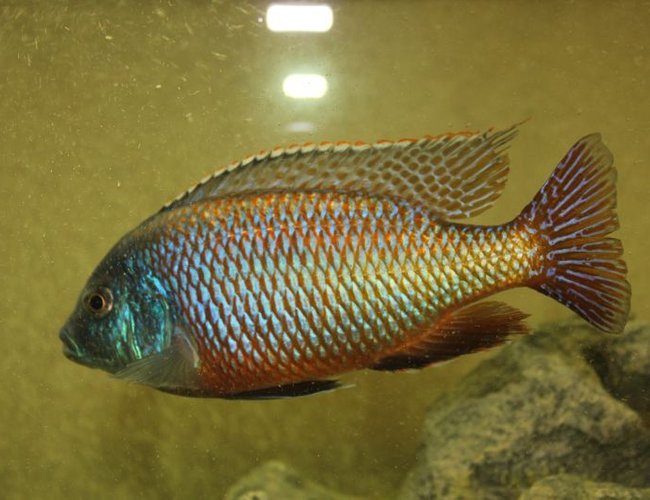 freshwater fish - protomelas taeniolatus - red empress stocking in 55 gallons tank - Red Empress freshwater fish - protomelas taeniolatus - red empress stocking in 55 gallons tank - Red Empress