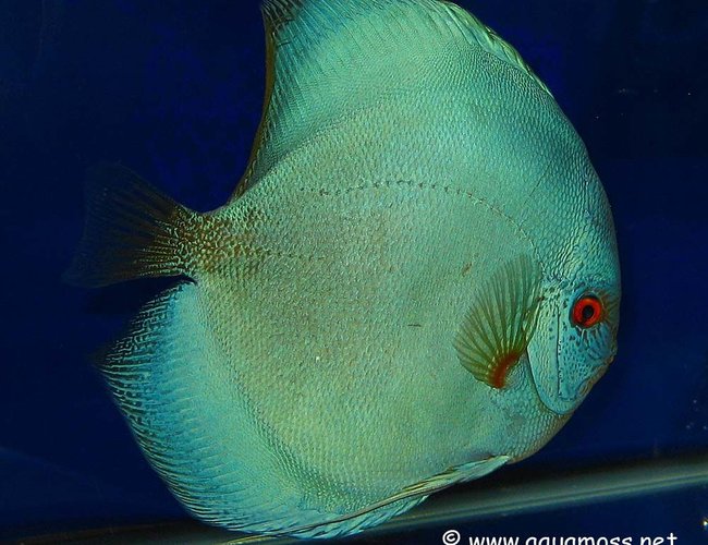 freshwater fish - symphysodon sp. - blue diamond discus stocking in 48 gallons tank - My Favourite discus freshwater fish - symphysodon sp. - blue diamond discus stocking in 48 gallons tank - My Favourite discus
