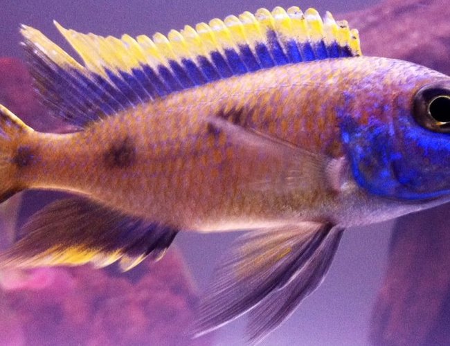 freshwater fish - otopharynx lithobates - sulphur crested lithobate stocking in 75 gallons tank - Yellow Blaze. looking good for the cam. freshwater fish - otopharynx lithobates - sulphur crested lithobate stocking in 75 gallons tank - Yellow Blaze. looking good for the cam.
