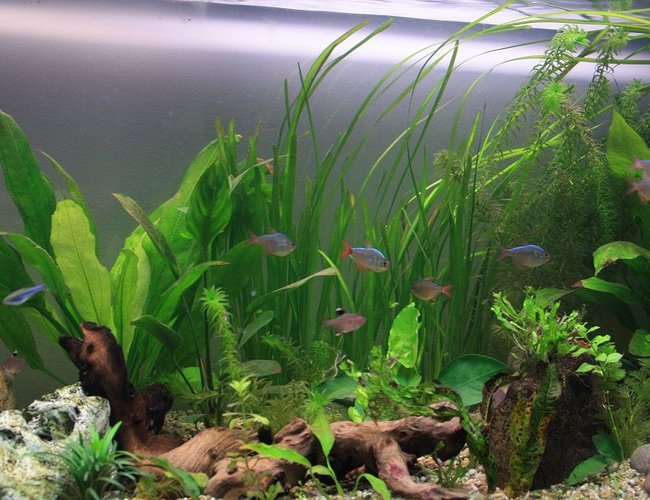 freshwater fish - hyphessobrycon colimbianus - columbian tetra stocking in 64 gallons tank - Columbian Tetras, Blue Tetras, Rosy Tetras, others. freshwater fish - hyphessobrycon colimbianus - columbian tetra stocking in 64 gallons tank - Columbian Tetras, Blue Tetras, Rosy Tetras, others.