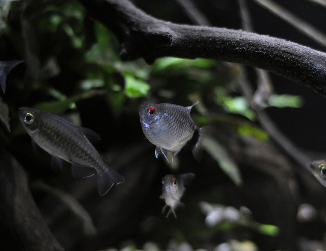 freshwater fish - moenkhausia sanctaefilomene - red eye tetra stocking in 29 gallons tank - Red Eye Tetra(Balloon version) I recommend going with the regular ones, these guys aren't the heartiest, but 3 of 8 persevered for 2 years so far freshwater fish - moenkhausia sanctaefilomene - red eye tetra stocking in 29 gallons tank - Red Eye Tetra(Balloon version) I recommend going with the regular ones, these guys aren't the heartiest, but 3 of 8 persevered for 2 years so far