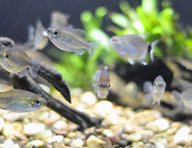 freshwater fish - phenacogrammus interruptus - congo tetra stocking in 29 gallons tank - Female congos with the male facing the camera, it's like they knew they were being photographed freshwater fish - phenacogrammus interruptus - congo tetra stocking in 29 gallons tank - Female congos with the male facing the camera, it's like they knew they were being photographed