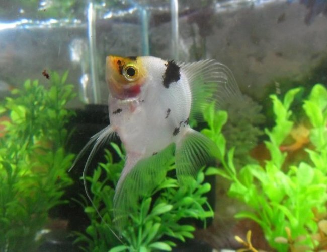 freshwater fish - pterophyllum sp. - koi angel stocking in 15 gallons tank - king, my angelfish! ;) freshwater fish - pterophyllum sp. - koi angel stocking in 15 gallons tank - king, my angelfish! ;)