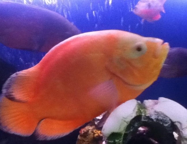 freshwater fish - astronotus ocellatus - tiger oscar, albino stocking in 50 gallons tank freshwater fish - astronotus ocellatus - tiger oscar, albino stocking in 50 gallons tank