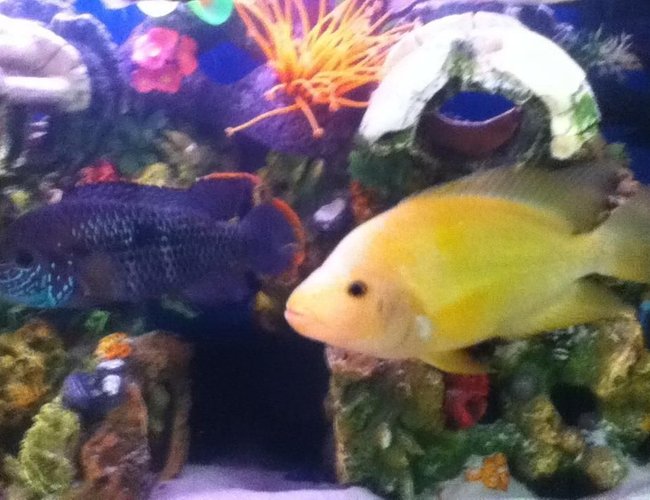 freshwater fish - aequidens rivulatus - green terror stocking in 50 gallons tank freshwater fish - aequidens rivulatus - green terror stocking in 50 gallons tank
