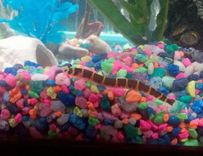 freshwater fish - pangio sp. - black kuhlii loach stocking in 75 gallons tank - One of my khuli loaches freshwater fish - pangio sp. - black kuhlii loach stocking in 75 gallons tank - One of my khuli loaches