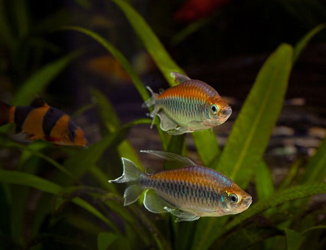freshwater fish - phenacogrammus interruptus - congo tetra stocking in 180 gallons tank - Congo Tetras freshwater fish - phenacogrammus interruptus - congo tetra stocking in 180 gallons tank - Congo Tetras