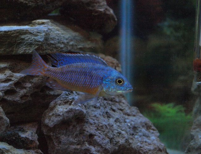 freshwater fish - aulonocara stuartgranti ngara - ngara flametail stocking in 80 gallons tank freshwater fish - aulonocara stuartgranti ngara - ngara flametail stocking in 80 gallons tank