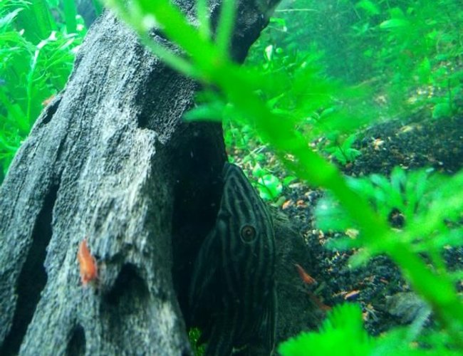 freshwater fish - panaque nigrolineatus - gold royal pleco (l-027) stocking in 55 gallons tank - Royal pleco and his little red soldiers freshwater fish - panaque nigrolineatus - gold royal pleco (l-027) stocking in 55 gallons tank - Royal pleco and his little red soldiers