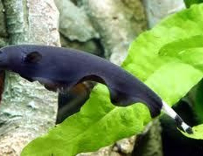 freshwater fish - apteronotus albifrons - black ghost knifefish stocking in 75 gallons tank freshwater fish - apteronotus albifrons - black ghost knifefish stocking in 75 gallons tank