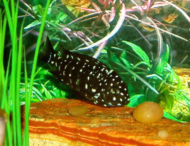 freshwater fish - tropheus duboisii - duboisi cichlid stocking in 150 gallons tank - Tropheus duboisi freshwater fish - tropheus duboisii - duboisi cichlid stocking in 150 gallons tank - Tropheus duboisi