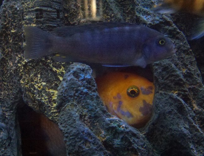 freshwater fish - aulonocara nyassae - blue peacock cichlid stocking in 100 gallons tank freshwater fish - aulonocara nyassae - blue peacock cichlid stocking in 100 gallons tank