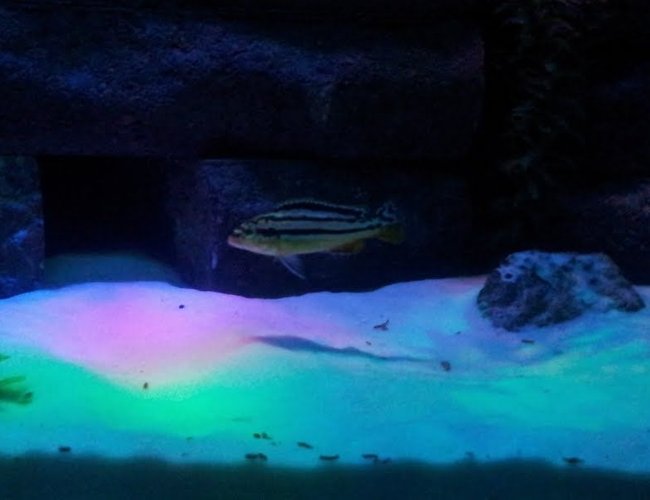 freshwater fish - melanochromis auratus - auratus cichlid stocking in 55 gallons tank - Cichlid freshwater fish - melanochromis auratus - auratus cichlid stocking in 55 gallons tank - Cichlid
