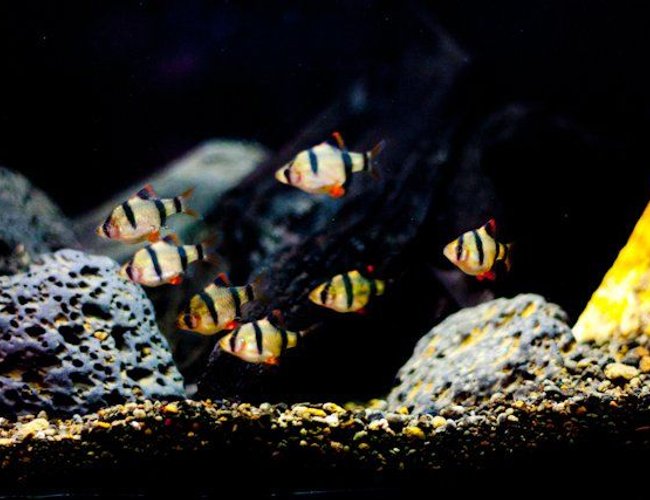 freshwater fish - puntius tetrazona - tiger barb stocking in 25 gallons tank - barbus tetrazona freshwater fish - puntius tetrazona - tiger barb stocking in 25 gallons tank - barbus tetrazona
