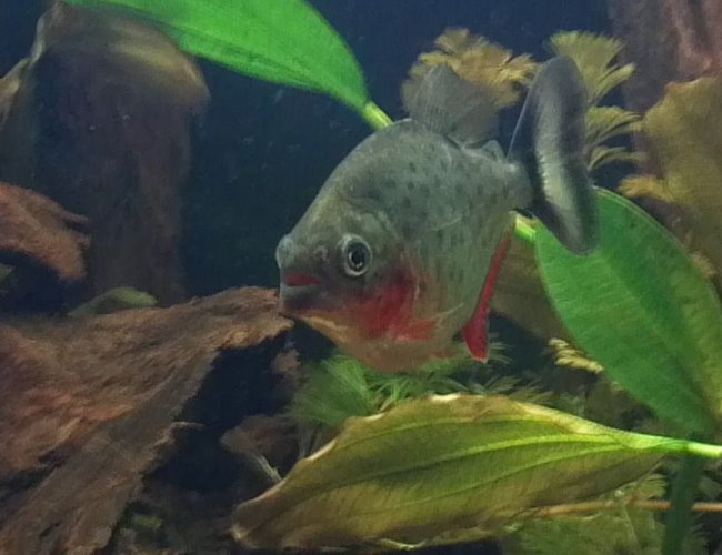 freshwater fish - pygocentrus nattereri - redbellied pirhana stocking in 30 gallons tank - one of my red belly piranhas freshwater fish - pygocentrus nattereri - redbellied pirhana stocking in 30 gallons tank - one of my red belly piranhas