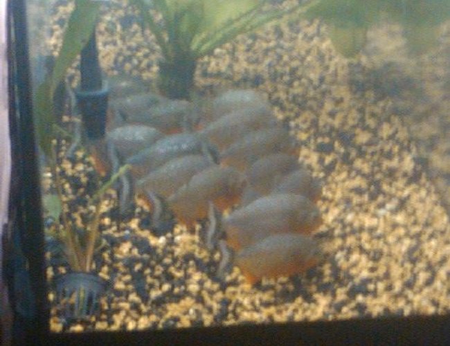 freshwater fish - pygocentrus nattereri - redbellied pirhana stocking in 125 gallons tank - My, 14 hybridpiranhas. I, have better video's and picture's if you want to see better up close veiws and shots.. You tube hybridpiranhas and im everywhere check me out and enjoy. freshwater fish - pygocentrus nattereri - redbellied pirhana stocking in 125 gallons tank - My, 14 hybridpiranhas. I, have better video's and picture's if you want to see better up close veiws and shots.. You tube hybridpiranhas and im everywhere check me out and enjoy.