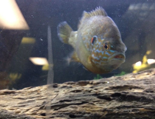 freshwater fish - lepomis gibbosus - pumpkinseed stocking in 150 gallons tank - Here is a picture of my pumpkinseed who is pleasantly plump! freshwater fish - lepomis gibbosus - pumpkinseed stocking in 150 gallons tank - Here is a picture of my pumpkinseed who is pleasantly plump!