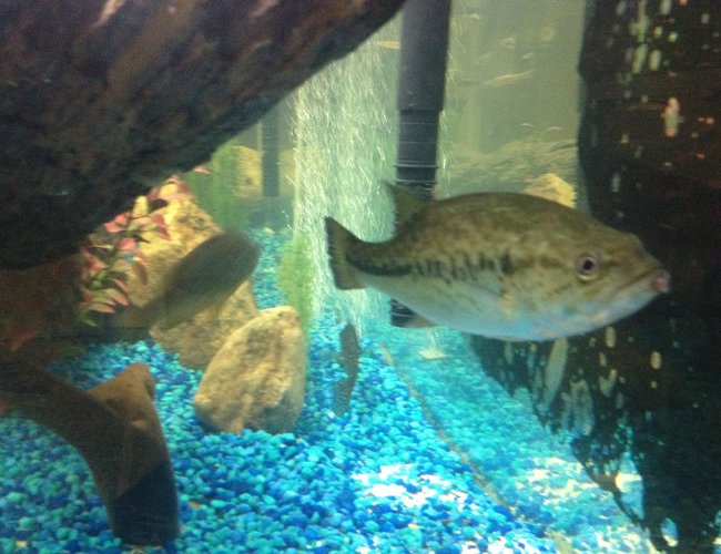 freshwater fish - micropterus salmoides - largemouth bass stocking in 150 gallons tank - Picture of my Largemouth Bass, Bluegill and Crappie swimming away. freshwater fish - micropterus salmoides - largemouth bass stocking in 150 gallons tank - Picture of my Largemouth Bass, Bluegill and Crappie swimming away.