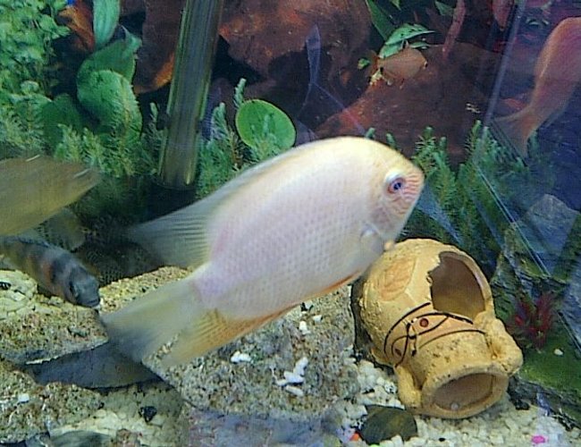 freshwater fish - heros serverus - gold severum stocking in 40 gallons tank - My Golden Severum freshwater fish - heros serverus - gold severum stocking in 40 gallons tank - My Golden Severum