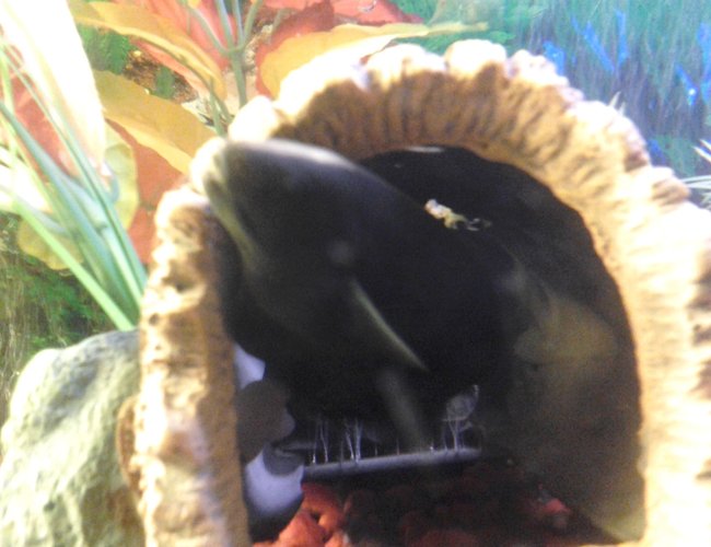 freshwater fish - apteronotus albifrons - black ghost knifefish stocking in 70 gallons tank - My black knife ghost fish "spooky" freshwater fish - apteronotus albifrons - black ghost knifefish stocking in 70 gallons tank - My black knife ghost fish "spooky"