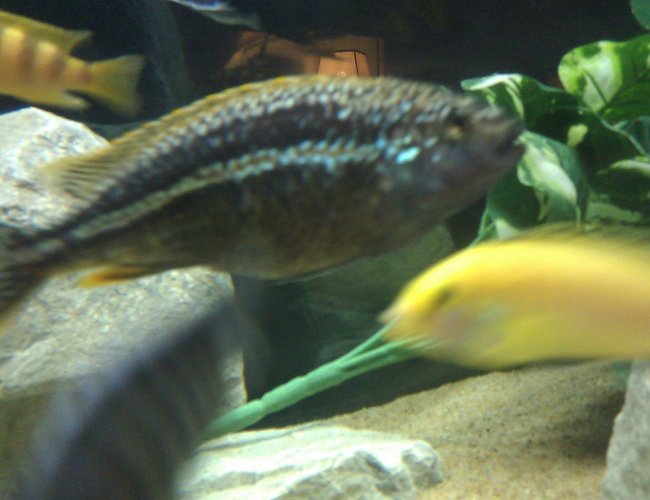 freshwater fish - melanochromis auratus - auratus cichlid stocking in 75 gallons tank - this is my 7" Melanochromis auratus he is the king of the tank, but pretty mild for his species freshwater fish - melanochromis auratus - auratus cichlid stocking in 75 gallons tank - this is my 7" Melanochromis auratus he is the king of the tank, but pretty mild for his species