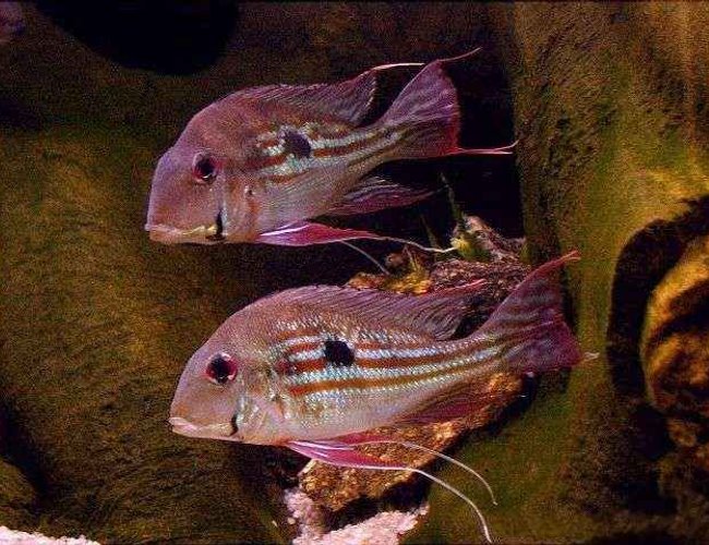 freshwater fish - satanoperca jurupari - eartheater stocking in 5 gallons tank freshwater fish - satanoperca jurupari - eartheater stocking in 5 gallons tank