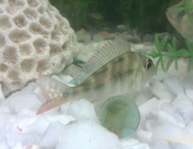 freshwater fish - satanoperca jurupari - eartheater stocking in 5 gallons tank freshwater fish - satanoperca jurupari - eartheater stocking in 5 gallons tank