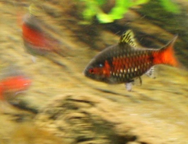 freshwater fish - puntius sp. - odessa barb stocking in 150 gallons tank - Part of my school of Odessa barbs freshwater fish - puntius sp. - odessa barb stocking in 150 gallons tank - Part of my school of Odessa barbs