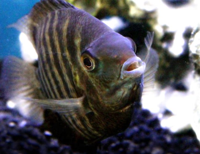 freshwater fish - heros efasciatus - severum stocking in 75 gallons tank - My turquoise severum freshwater fish - heros efasciatus - severum stocking in 75 gallons tank - My turquoise severum