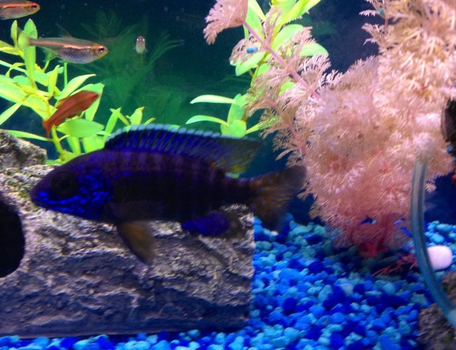 freshwater fish - aulonocara stuartgranti - peacock cichlid stocking in 75 gallons tank - Peacock freshwater fish - aulonocara stuartgranti - peacock cichlid stocking in 75 gallons tank - Peacock