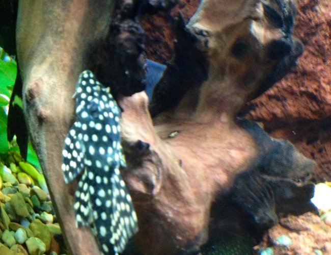 freshwater fish - parancistrus sp. - peppermint plecostomus (l-31) stocking in 75 gallons tank - Peppermint, galaxy, or vampire pleco freshwater fish - parancistrus sp. - peppermint plecostomus (l-31) stocking in 75 gallons tank - Peppermint, galaxy, or vampire pleco
