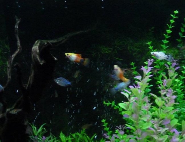 freshwater fish - xiphophorus maculatus - platy stocking in 90 gallons tank freshwater fish - xiphophorus maculatus - platy stocking in 90 gallons tank